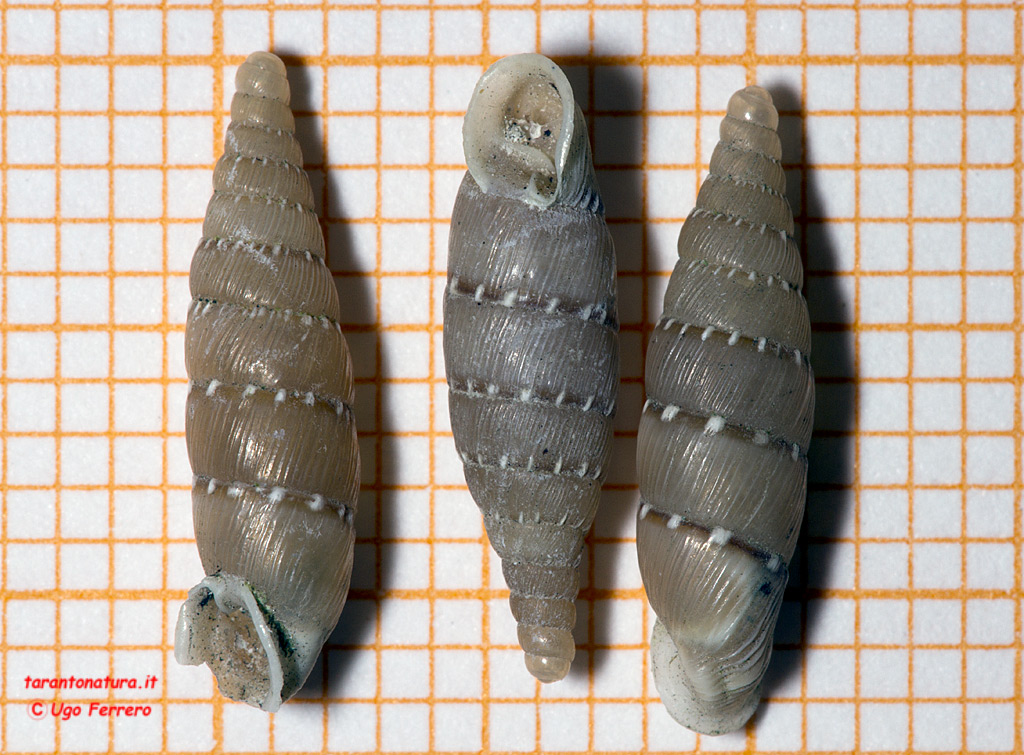 Papillifera bidens